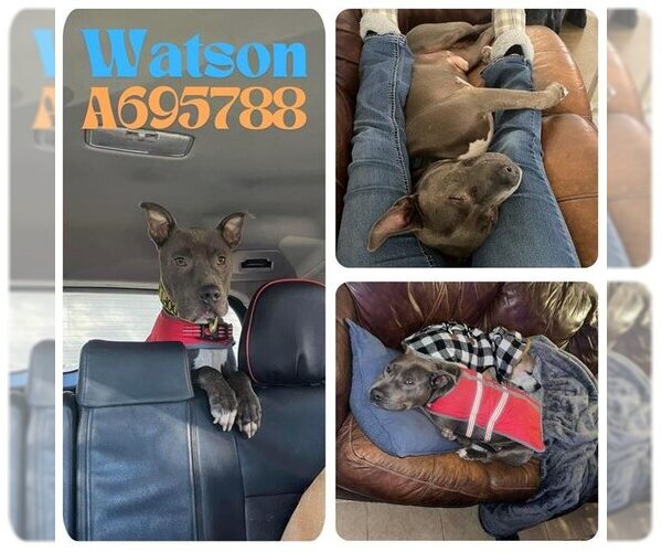 Medium Photo #2 American Staffordshire Terrier-Unknown Mix Puppy For Sale in San Antonio, TX, USA