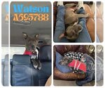 Small #1 American Staffordshire Terrier Mix
