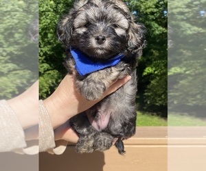 Maltipoo Puppy for sale in CLEVELAND, TN, USA