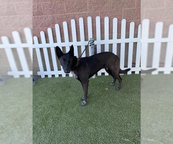 Medium Photo #1 German Shepherd Dog-Unknown Mix Puppy For Sale in Modesto, CA, USA