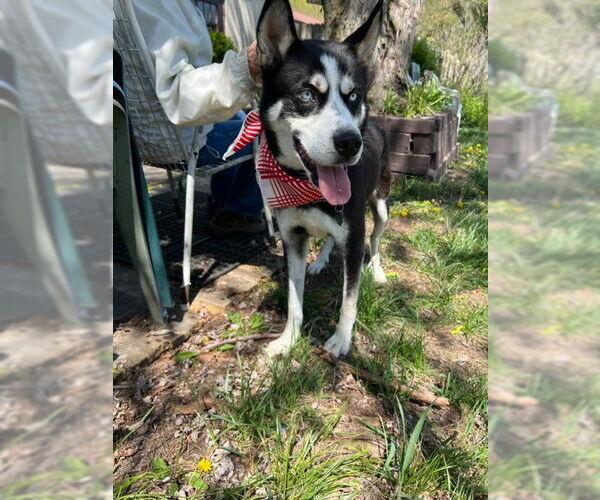 Medium Photo #1 Siberian Husky-Unknown Mix Puppy For Sale in Mt. Laurel, NJ, USA