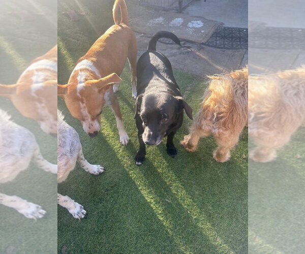 Medium Photo #3 Chihuahua Puppy For Sale in Fallbrook, CA, USA