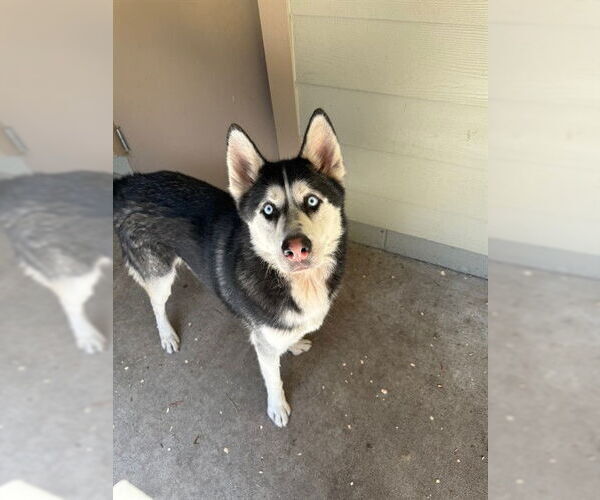 Medium Photo #3 Siberian Husky Puppy For Sale in South Lake Tahoe, CA, USA