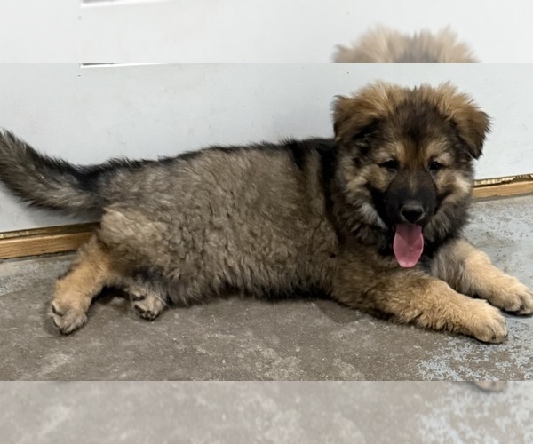 Medium Photo #2 German Shepherd Dog Puppy For Sale in BRIGHTON, CO, USA