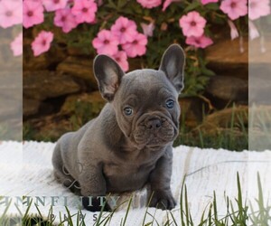 French Bulldog Puppy for sale in RONKS, PA, USA