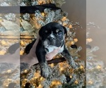 Puppy Comet Bulldog