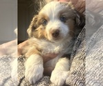 Small #4 Miniature Australian Shepherd