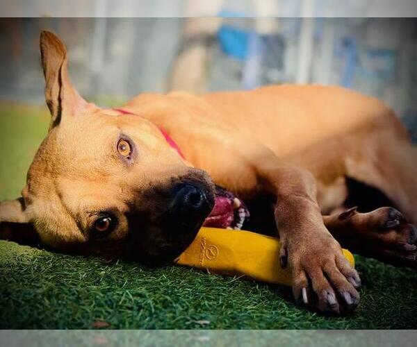 Medium Photo #1 Black Mouth Cur-Unknown Mix Puppy For Sale in Orlando, FL, USA