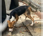 Small #2 Mutt