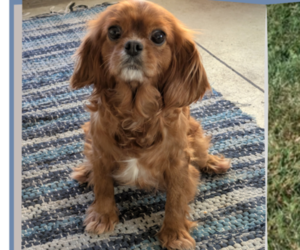 Mother of the Cavapoo puppies born on 12/31/2024