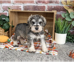 Small #3 Schnauzer (Miniature)
