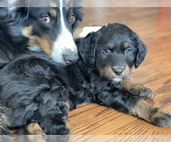 Medium Photo #3 Aussiedoodle Puppy For Sale in WESTMINSTER, MD, USA