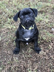 Pug Puppy for sale in LEX PK, MD, USA