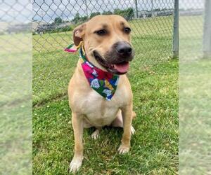 Mutt Dogs for adoption in Tulsa, OK, USA