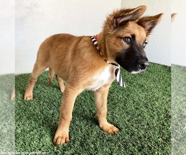 Medium Photo #2 Mutt Puppy For Sale in San Diego, CA, USA