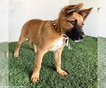 Small #1 Mutt