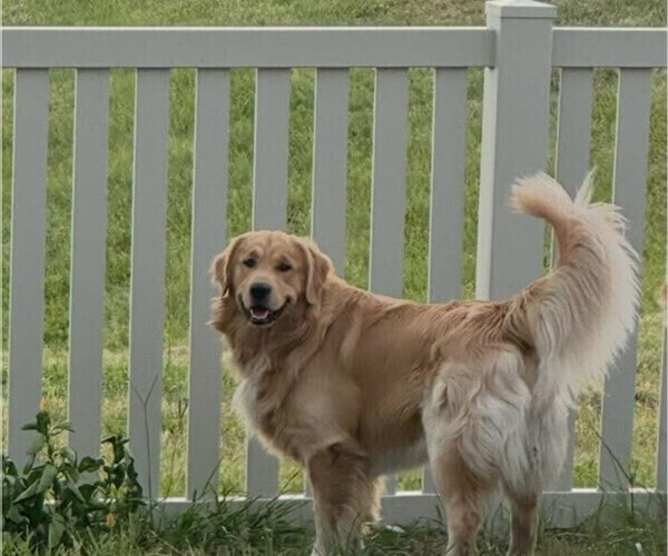 Medium Photo #1 Golden Retriever Puppy For Sale in WIMAUMA, FL, USA