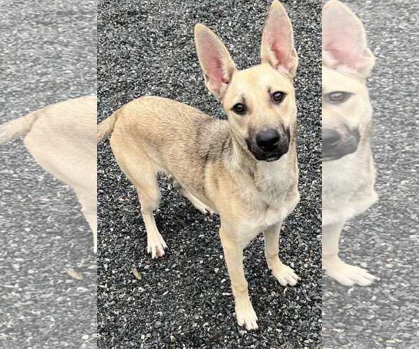 Medium Photo #1 Mutt Puppy For Sale in Woodbury, NY, USA