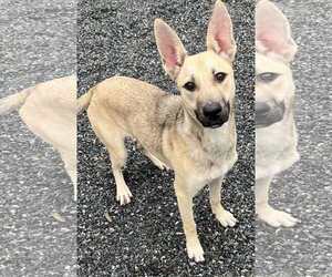 Mutt Dogs for adoption in Woodbury, NY, USA