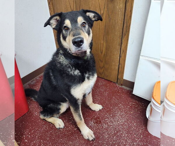 Medium Photo #3 Mutt Puppy For Sale in Fargo, ND, USA