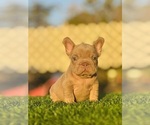 Small #8 French Bulldog