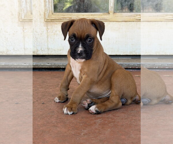 Medium Photo #2 Boxer Puppy For Sale in Lake Elsinore, CA, USA