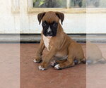 Small #1 Boxer