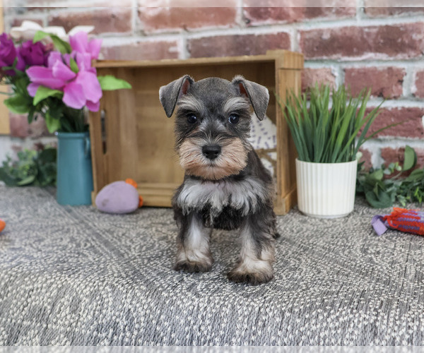 Medium Photo #2 Schnauzer (Miniature) Puppy For Sale in SYRACUSE, IN, USA