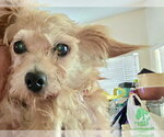 Small #2 Border Terrier Mix