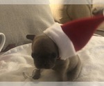 Small Photo #21 French Bulldog Puppy For Sale in NAPLES, FL, USA