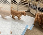 Small Photo #11 Goldendoodle Puppy For Sale in MODESTO, CA, USA