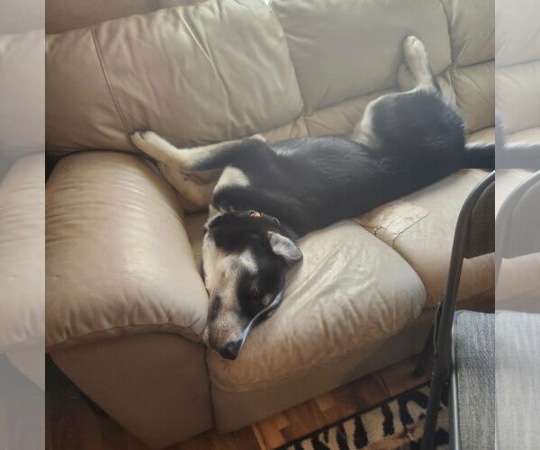 Medium Photo #4 Huskies -Unknown Mix Puppy For Sale in Fargo, ND, USA