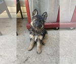 Small German Shepherd Dog