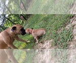 Small #18 Bullmastiff