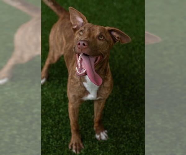 Medium Photo #1 Mutt Puppy For Sale in Baytown, TX, USA