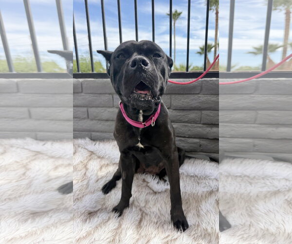 Medium Photo #2 Mutt Puppy For Sale in Goodyear, AZ, USA