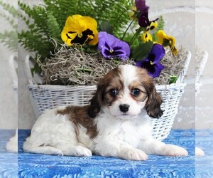 Cavachon Puppy for sale in GORDONVILLE, PA, USA