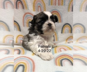 Shih Tzu Puppy for sale in SILEX, MO, USA