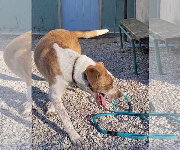 Medium Photo #6 Border Collie-Pointer Mix Puppy For Sale in Stover, MO, USA
