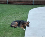 Small #8 Shepradors