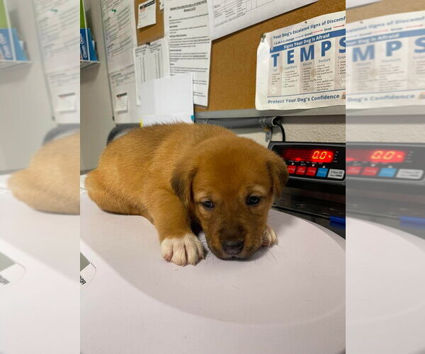 Medium Photo #4 Great Pyrenees-Mastiff Mix Puppy For Sale in Bolivar, MO, USA