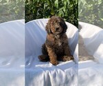 Small Photo #3 Goldendoodle (Miniature) Puppy For Sale in PISCATAWAY, NJ, USA