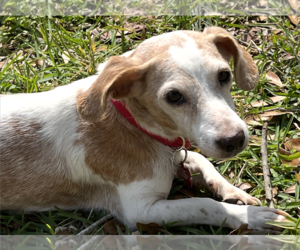 Beagle Dogs for adoption in Tampa, FL, USA