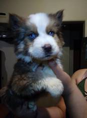 Alaskan Malamute Puppy for sale in DELANO, CA, USA