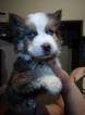 Small Photo #1 Alaskan Malamute Puppy For Sale in DELANO, CA, USA