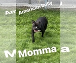 Small Photo #13 American Bully Puppy For Sale in KENT, WA, USA