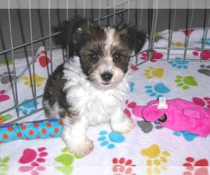 Yorkshire Terrier Puppy for sale in ORO VALLEY, AZ, USA