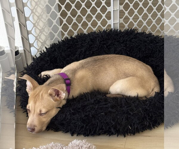 Medium Photo #19 Siberian Husky-Unknown Mix Puppy For Sale in Fargo, ND, USA