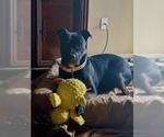 Small American Pit Bull Terrier-Labrador Retriever Mix