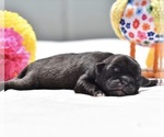 Small #2 Pug